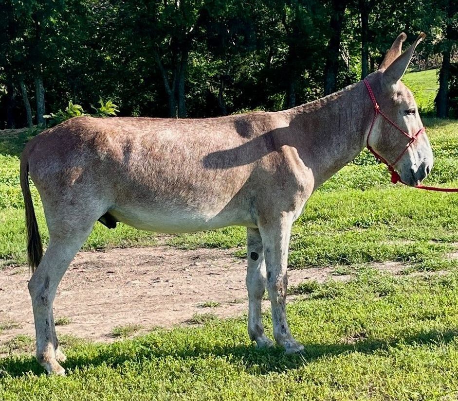 Click for a closer look at Gus Gus, saddle donkey photo, 2025