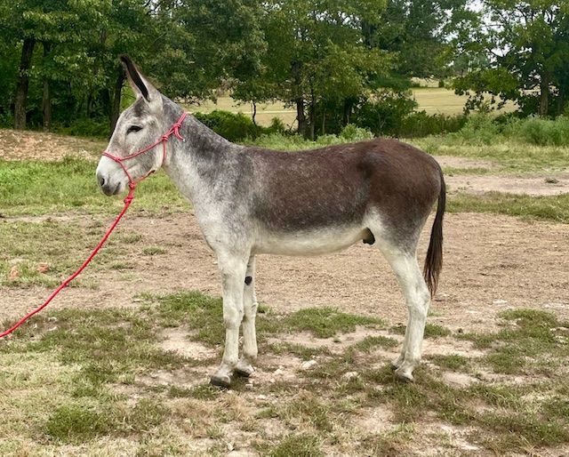 Happy riding donkey photo, click to enlarge Happy riding donkey photo, 2025