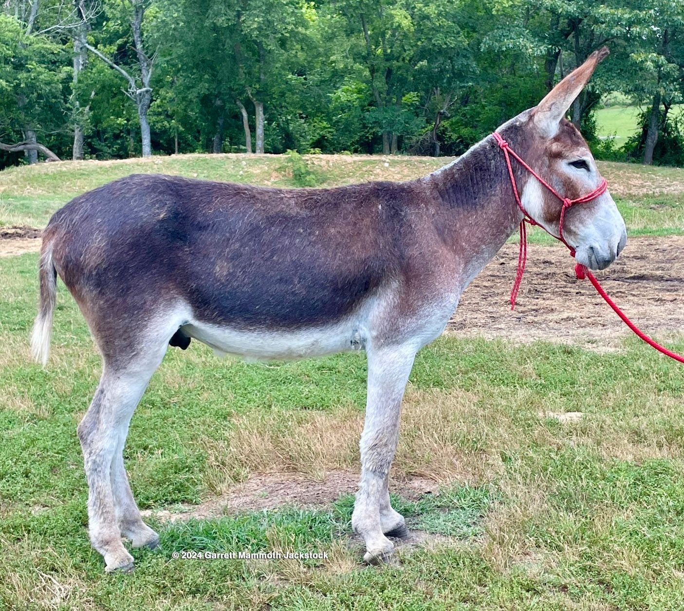 Rocky saddle donkey photo, 2024 Hector saddle donkey photo, 2024