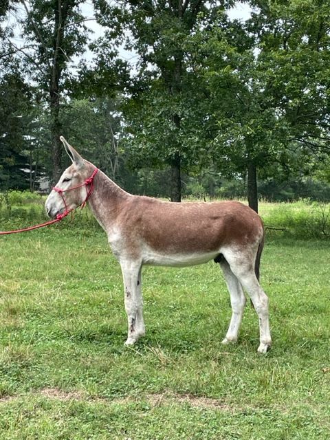 Homer saddle donkey photo, 2023