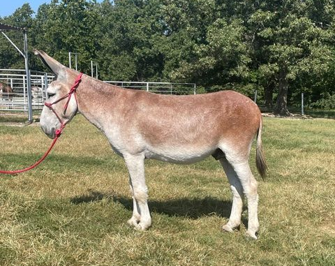 Hoover riding donkey photo, 2026