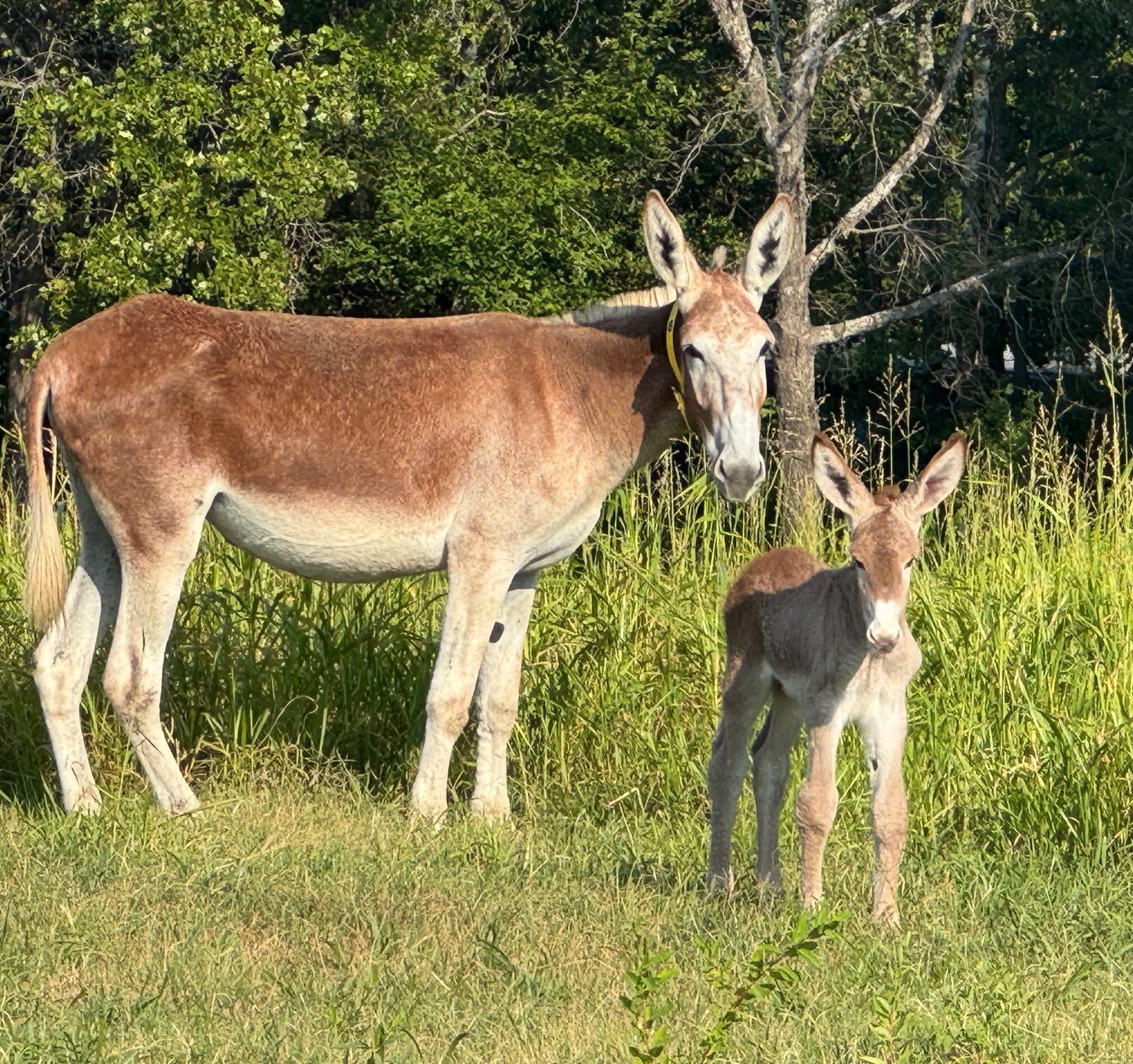 Click for a closer look: Foal #8 of 2024 Foal #8 of 2024