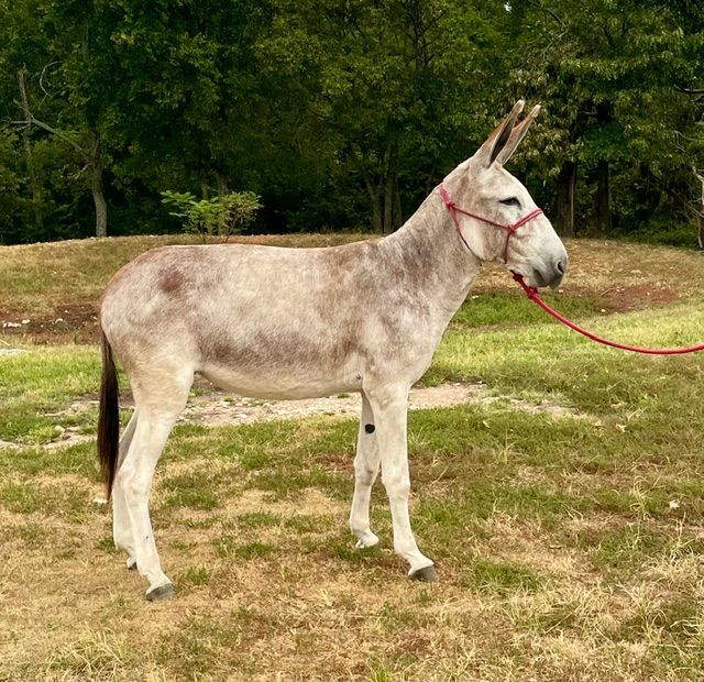 Lolly, saddle donkey photo, 2026