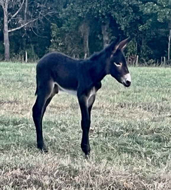 Click for a closer look: foal #16 of 2023 foal #146of 2023