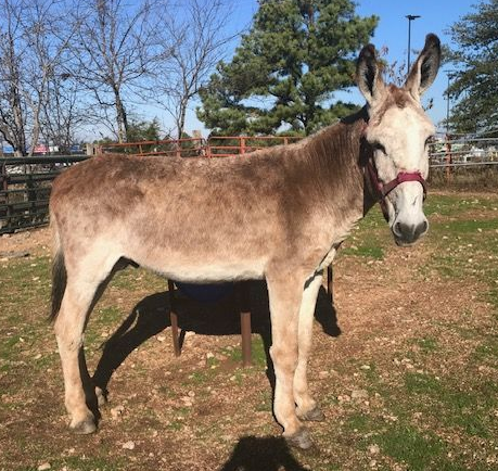 Click for a closer look at Montana, roan sorrel intact jack Montana, roan sorrel intact jack photo, 2025