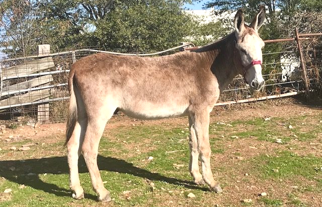 Montana, roan sorrel intact jack
