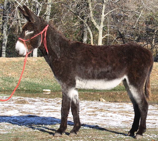 Danny Boy riding donkey photo, 2022 Danny Boy riding donkey photo, 2022