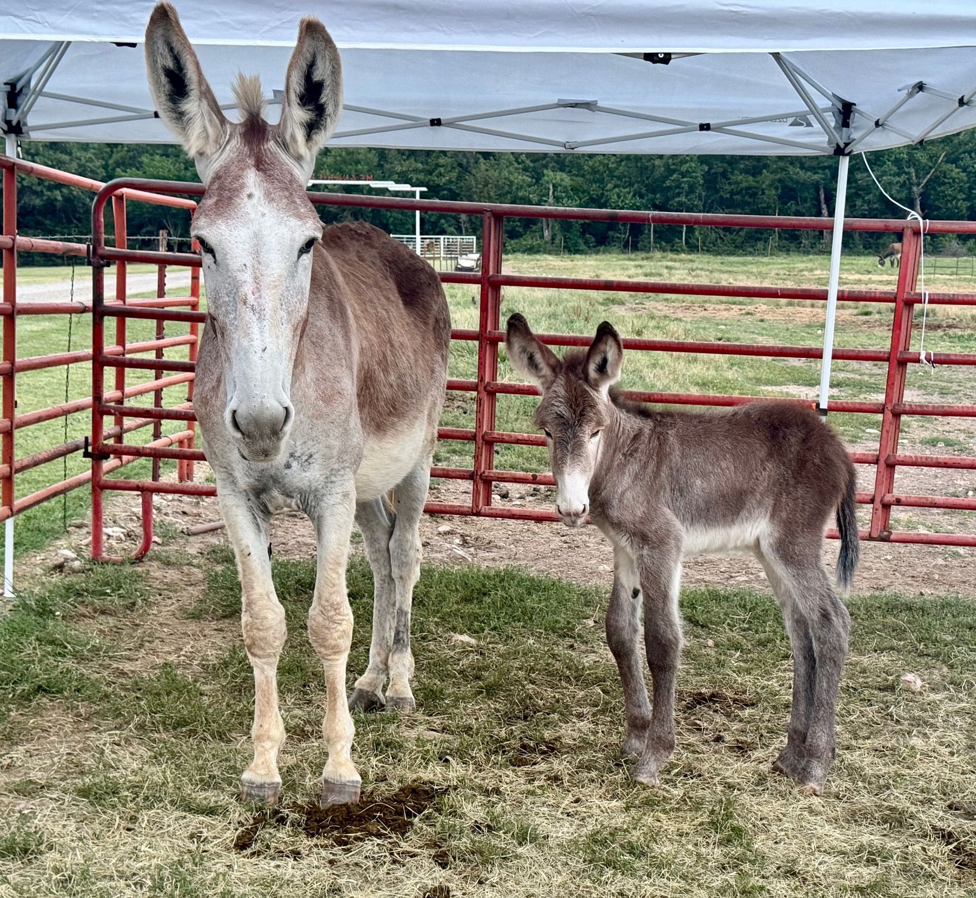 Click for a closer look: Foal #4 of 2024 Foal #4 of 2024