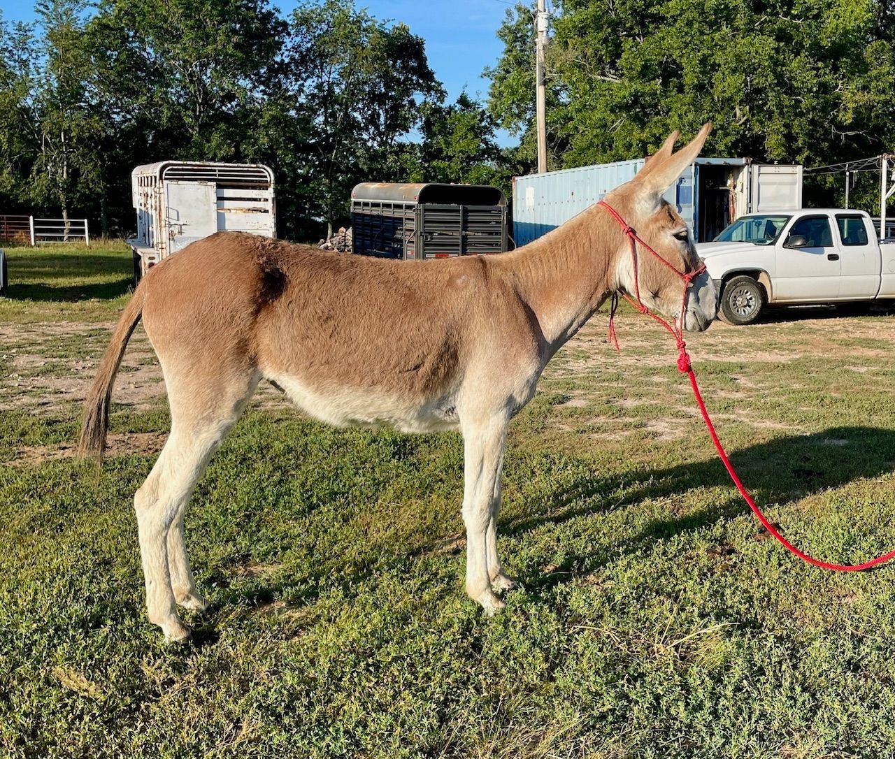 Dusty riding donkey photo, 2024 Dusty riding donkey photo, 2024