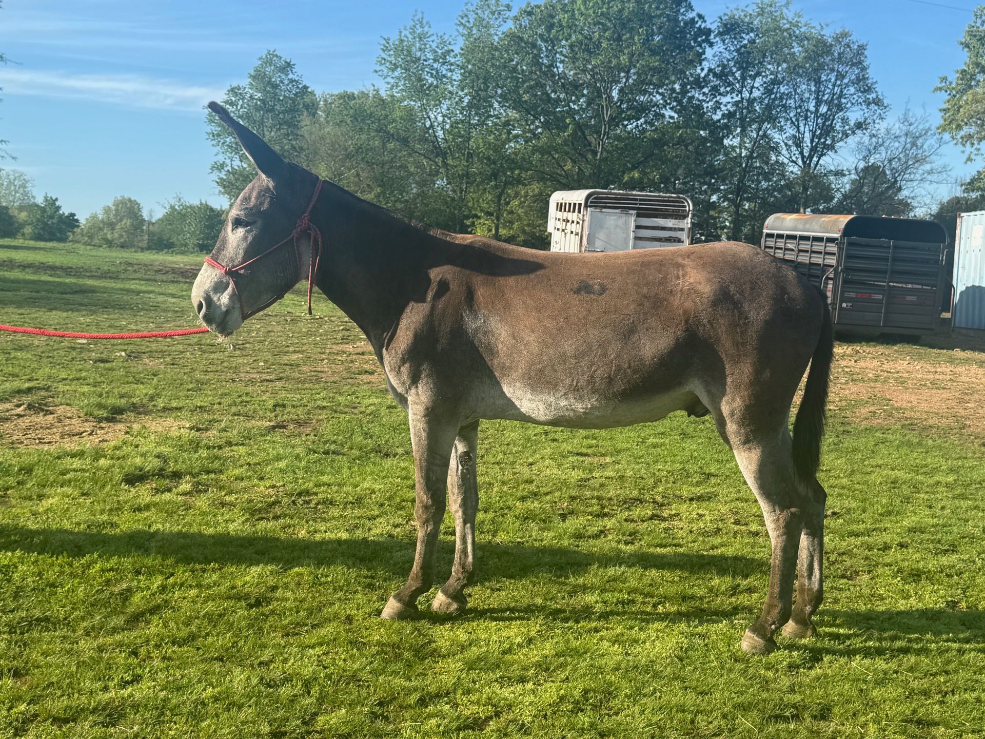 Newly riding donkey photo, 2025 Newly riding donkey photo, 2025
