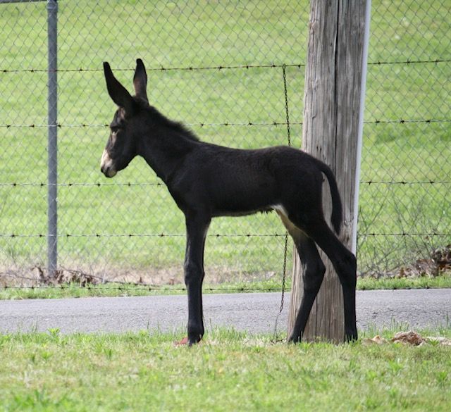 Foal #5 of 2023 Foal #5 of 2023