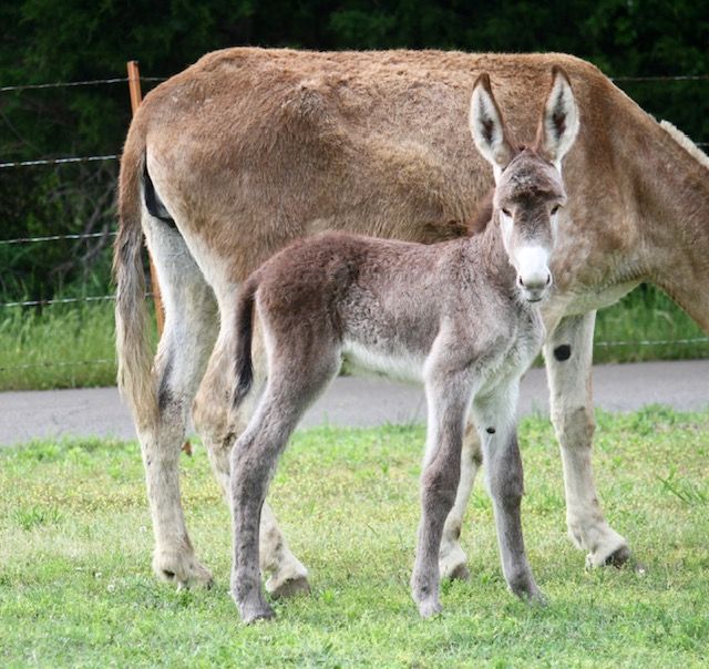 Foal #6 of 2023 Foal #6 of 2023