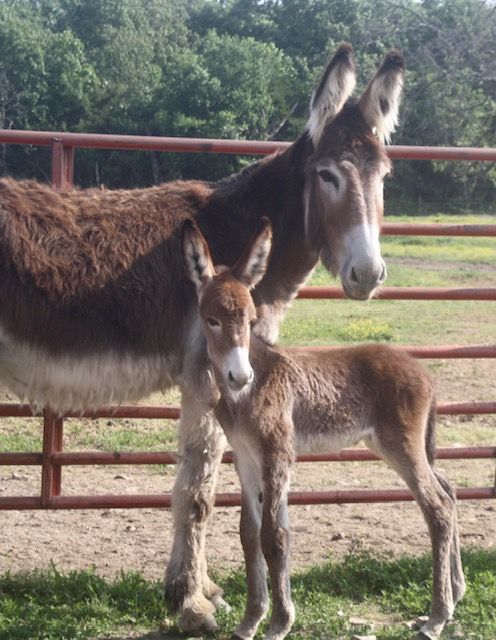 Foal 7 of 2023 Foal 7 of 2023
