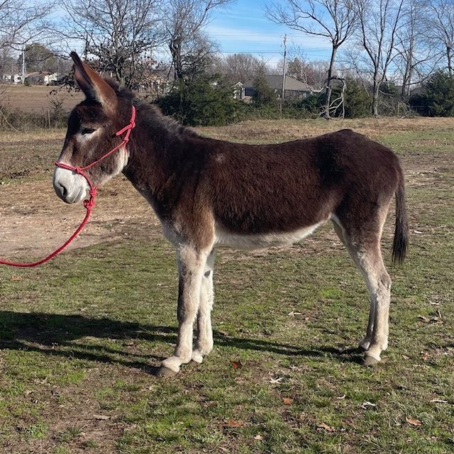 Journey riding donkey photo, click to enlarge Journey riding donkey photo, 2025