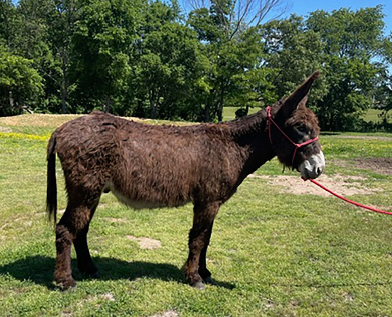 Click for a closer look at Andy Andy, saddle donkey photo, 2026