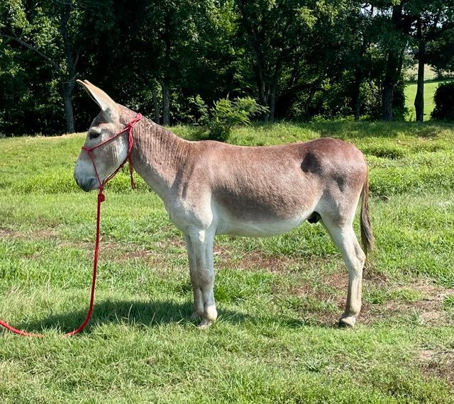 Click for a closer look at Kelly Kelly, saddle donkey photo, 2026