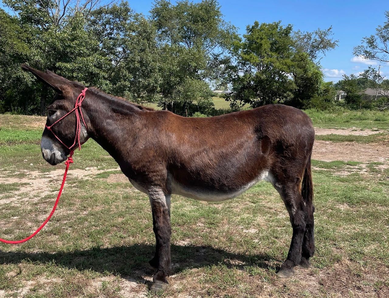 Click for a closer look at Lizzo Lizzo, saddle donkey photo, 2025