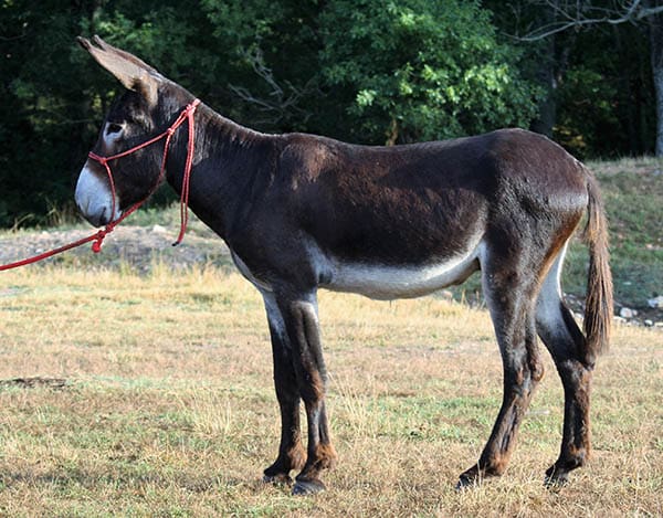 Milo riding donkey photo, 2022 Milo riding donkey photo, 2022