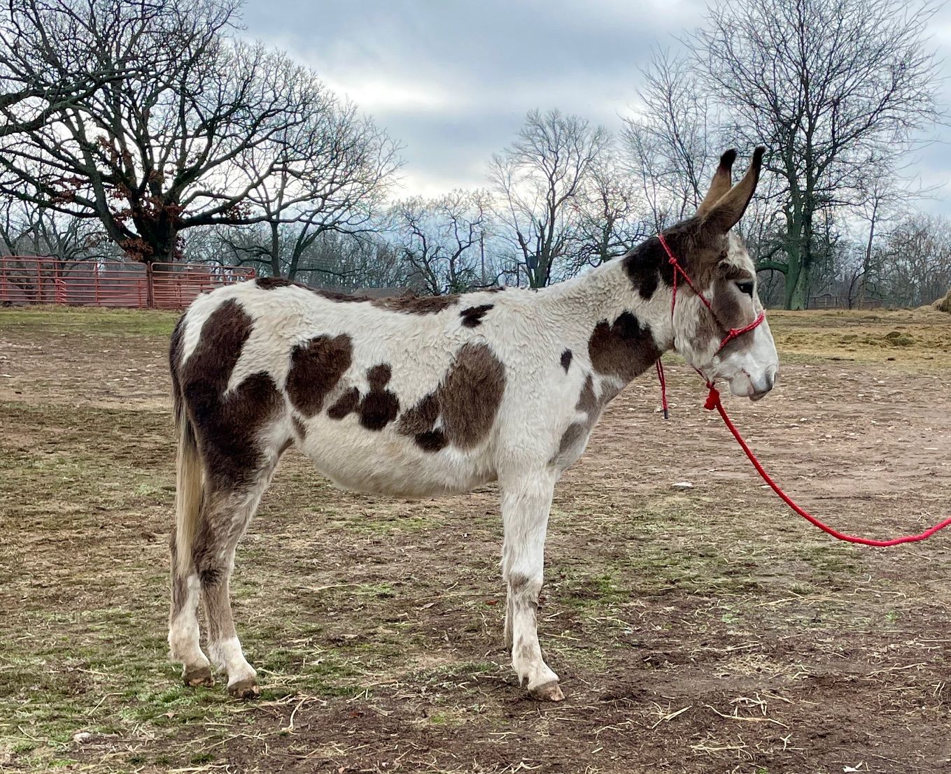 MoJo riding donkey photo, 2023