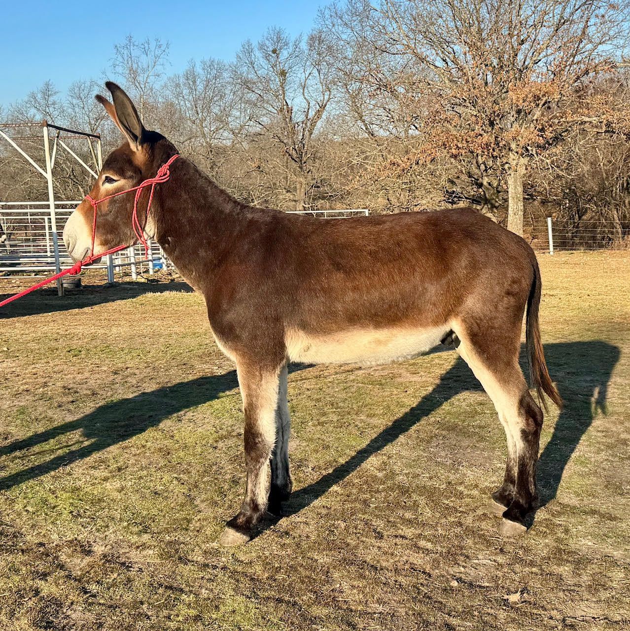 Click for a closer look at Nemo Nemo, saddle donkey photo, 2026