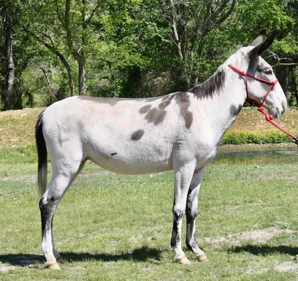 Bee Bee riding donkey photo, 2022 Bee Bee riding donkey photo, 2022