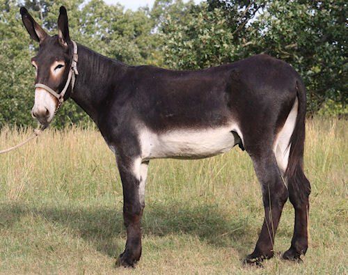 Oklahoma Billy Boy 2018 M Oklahoma Billy Boy 2018 M