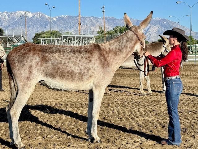 Becca showing Oklahoma’s Rockin Roxanne