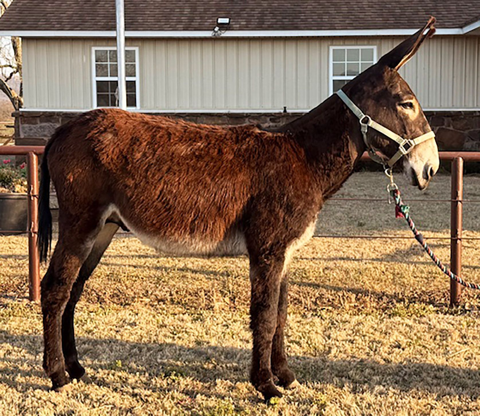 Oklahoma Limited Edition intact jack, click to enlarge Oklahoma Limited Edition intact jack photo, 2025