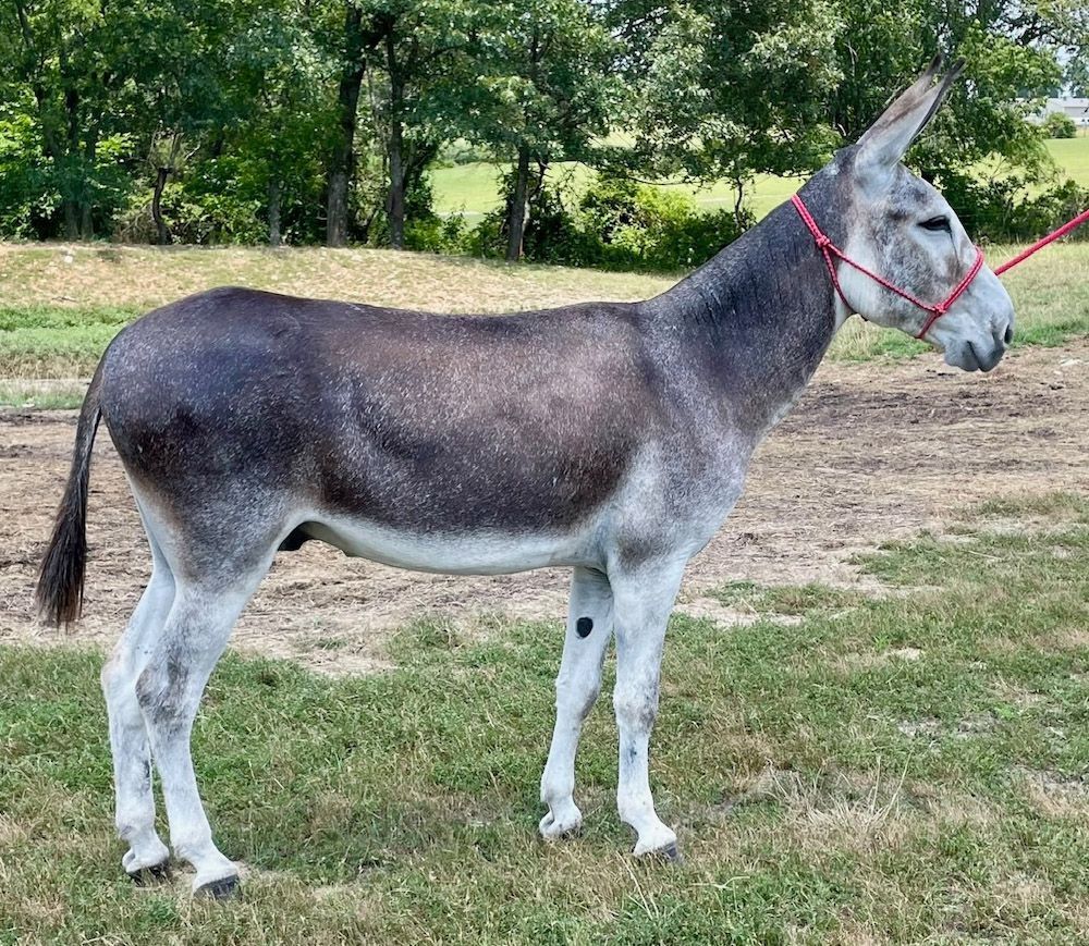 Peanut saddle donkey photo, 2025 Peanut saddle donkey photo, 2025