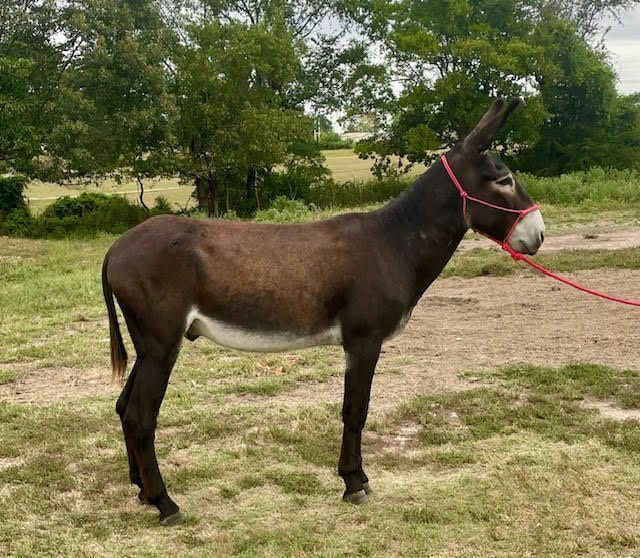 Click for a closer look at Ricky Bobby Ricky Bobby, saddle donkey photo, 2025