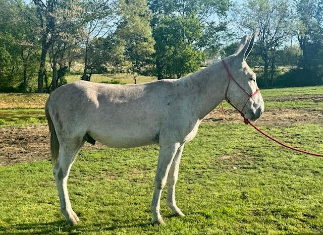 Ricky Jack riding donkey photo, 2025 Ricky Jack riding donkey photo, 2025