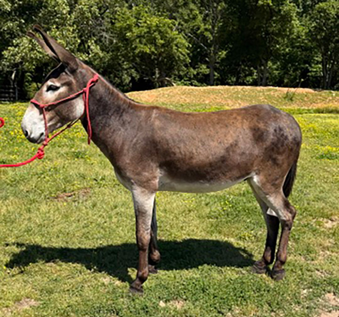 Rudy riding donkey photo, 2026 Rudy riding donkey photo, 2026