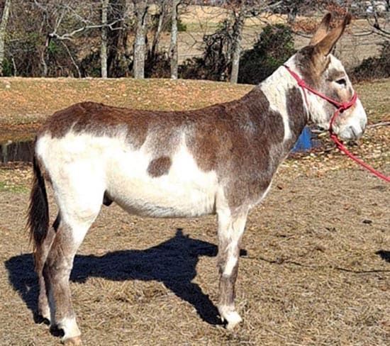Snoopy riding donkey photo, 2022 Snoopy riding donkey photo, 2022