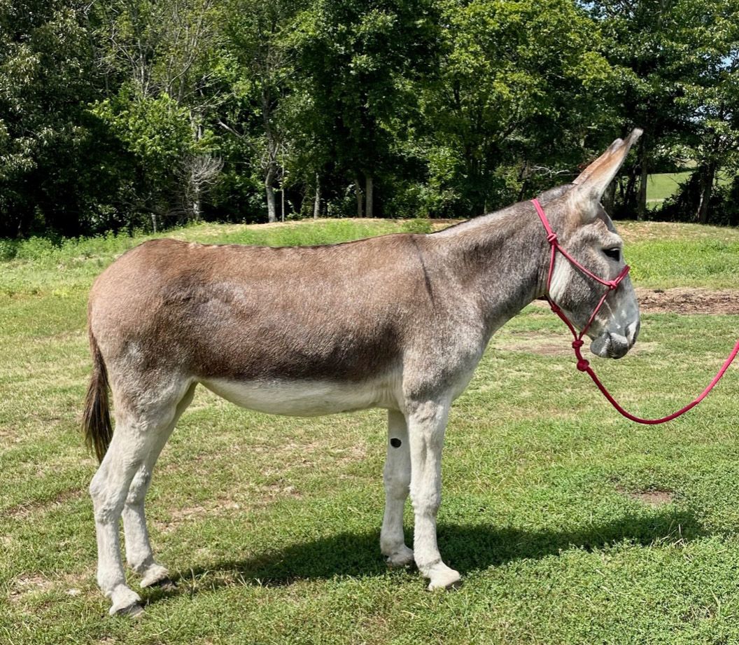 Starla riding donkey photo, 2023 Starla riding donkey photo, 2023