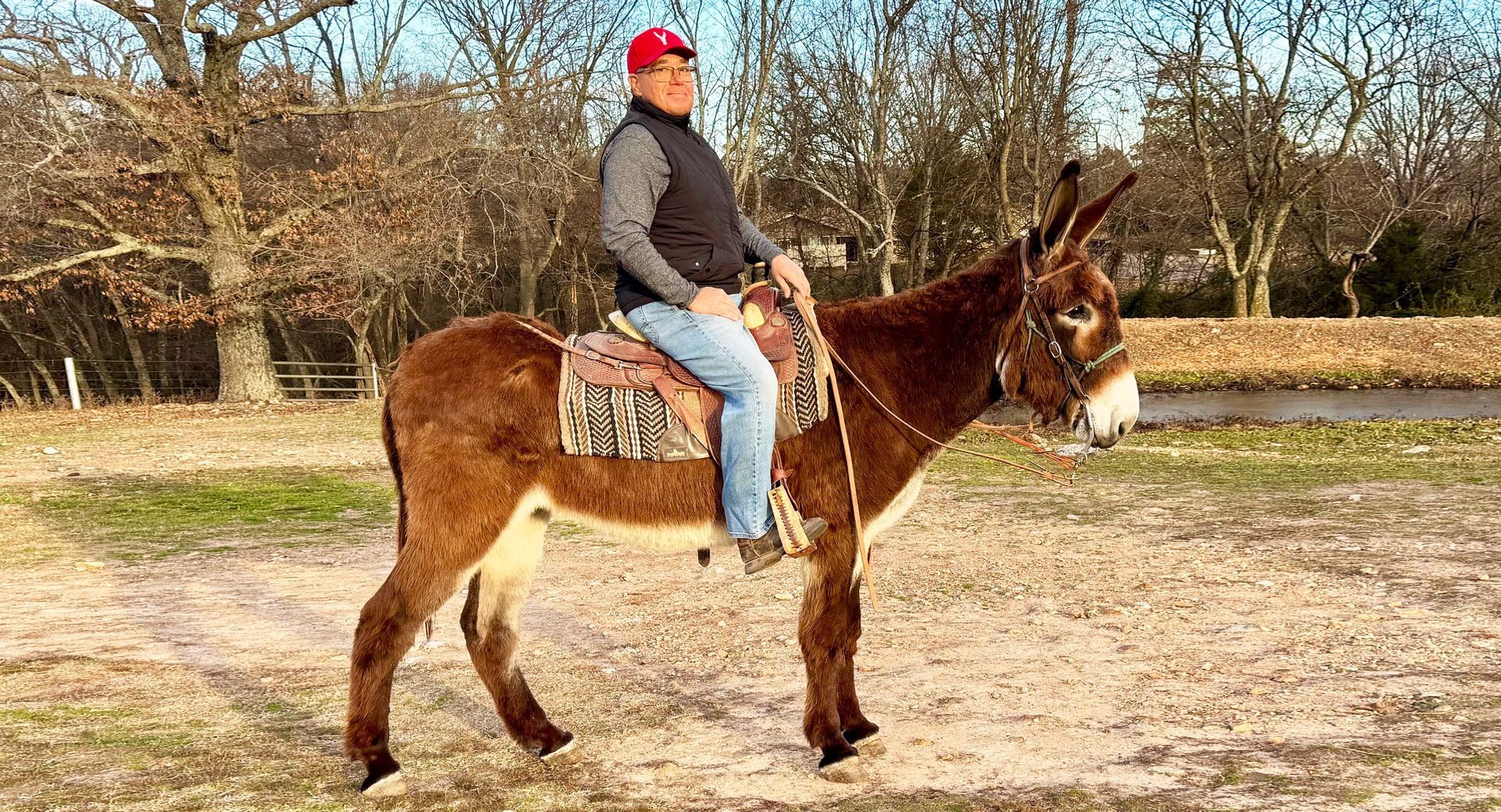 Tanner, a Garrett saddle donkey Tanner, a Garrett saddle donkey