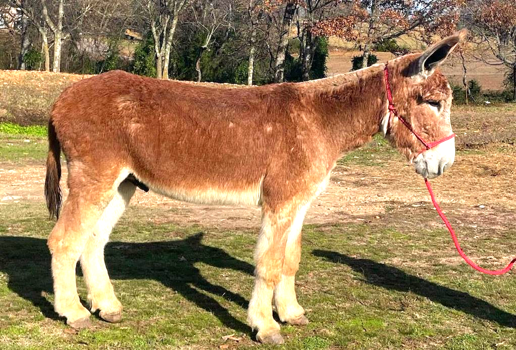 Townly, a Garrett saddle donkey Townly, a Garrett saddle donkey
