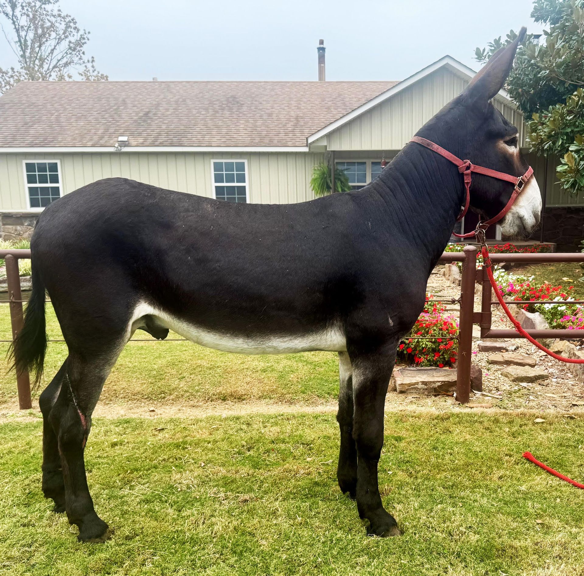 Yankee black intact jack, click to enlarge Yankee black intact jack photo, 2025