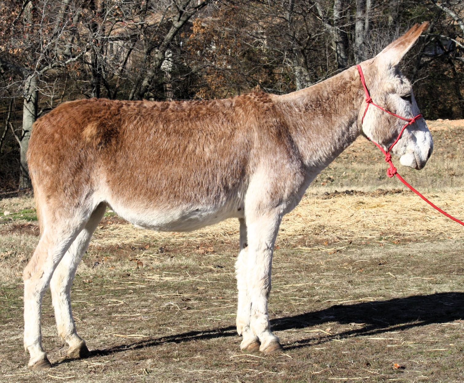 Bunny riding donkey photo, 2023