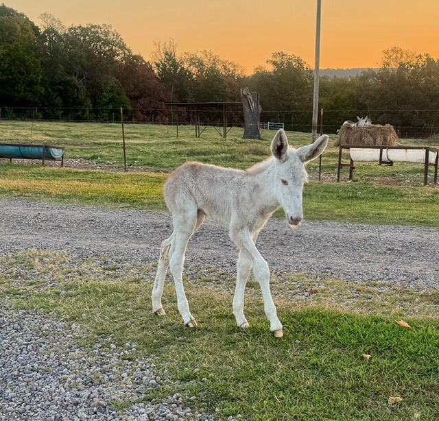 photo of Garrett foal #16 in 2026