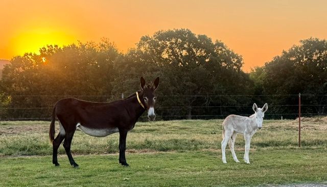 Mama and foal #16 of 2026