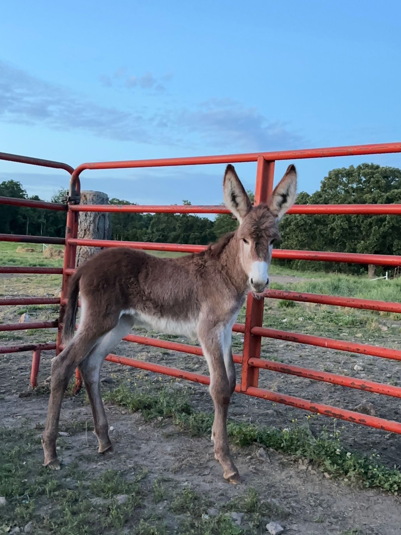 Foal 1 of 2024