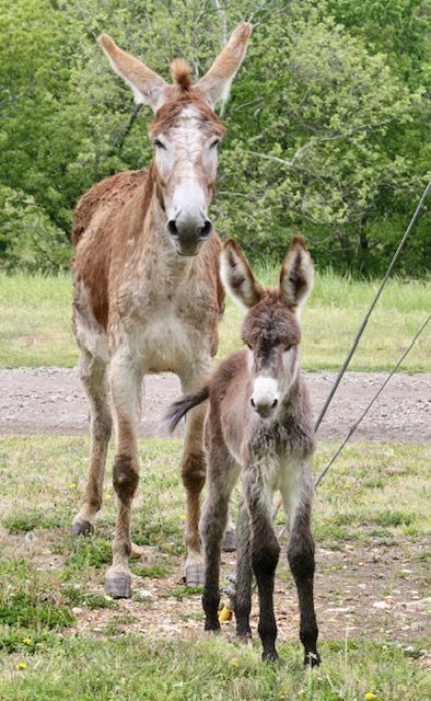 Foal #1 of 2023 Foal #1 of 2023