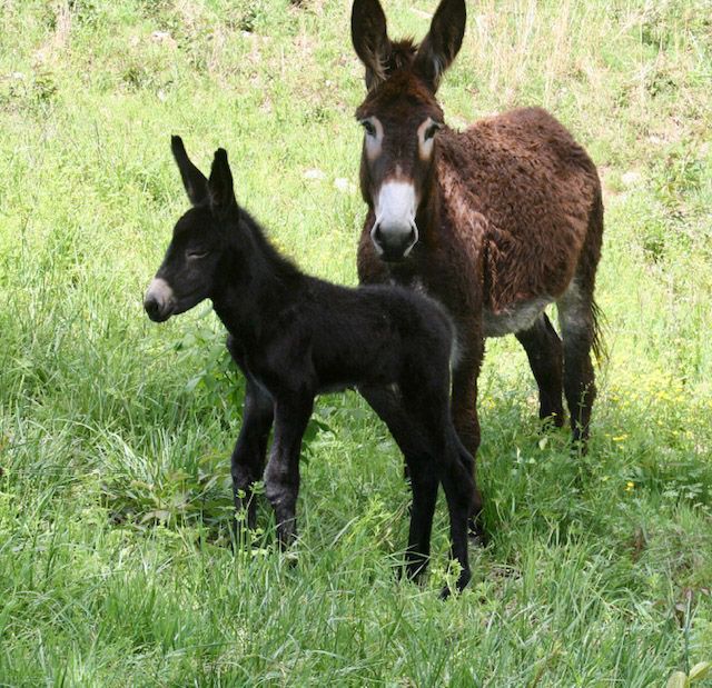 Foal 2 of 2023 Foal 2 of 2023