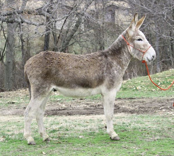 Pumba riding donkey photo, 2022 Pumba riding donkey photo, 2022