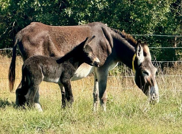 Click for a closer look at foal number 9 of 2024 Foal 9 of 2024