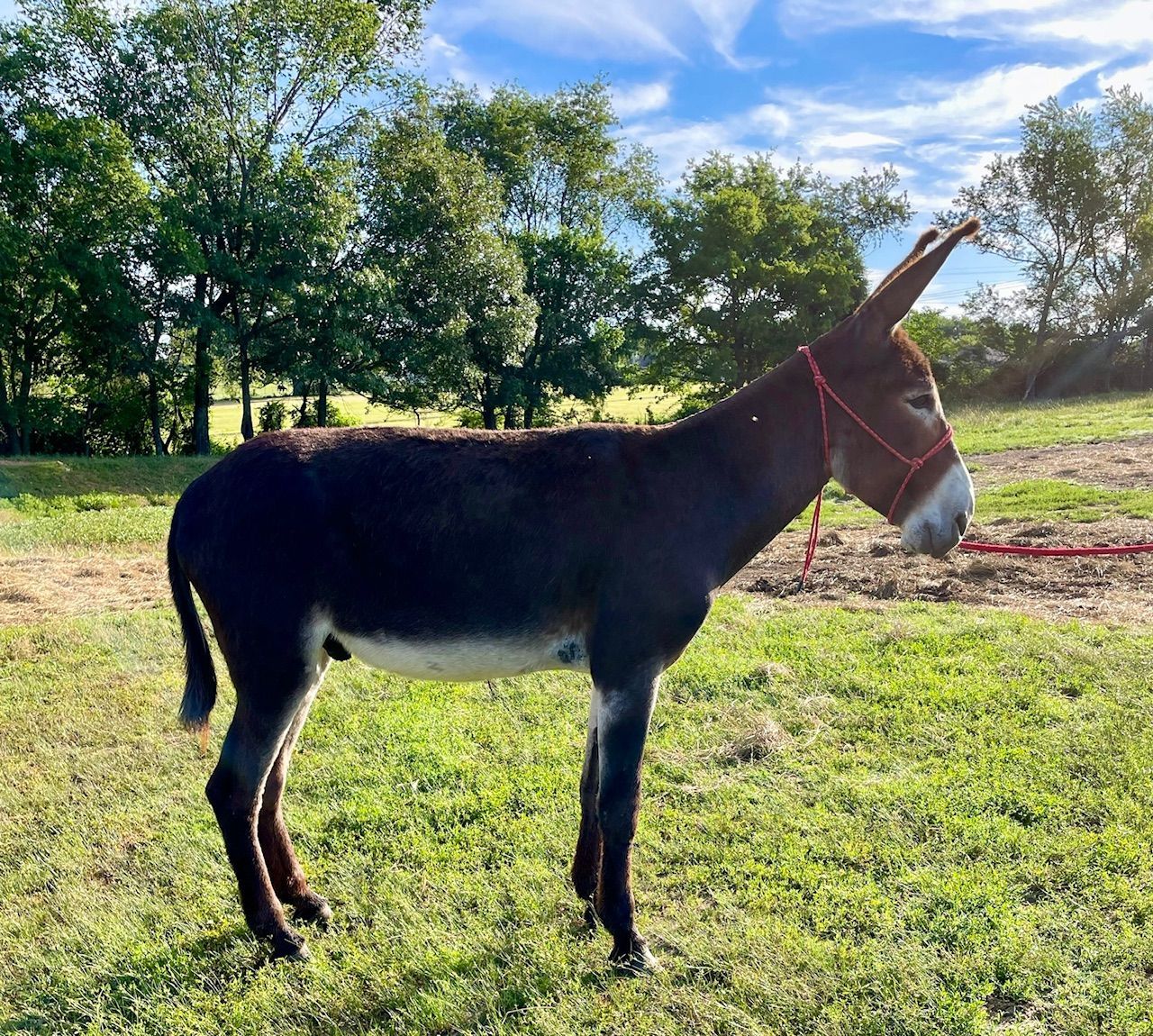 Chapo riding donkey photo, 2024 Chapo riding donkey photo, 2024