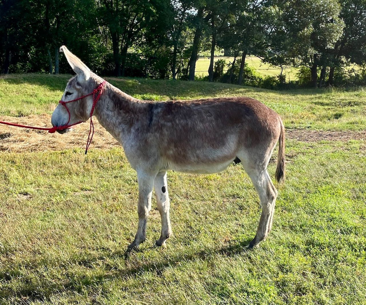 Lucky saddle donkey photo, 2024 Lucky saddle donkey photo, 2024