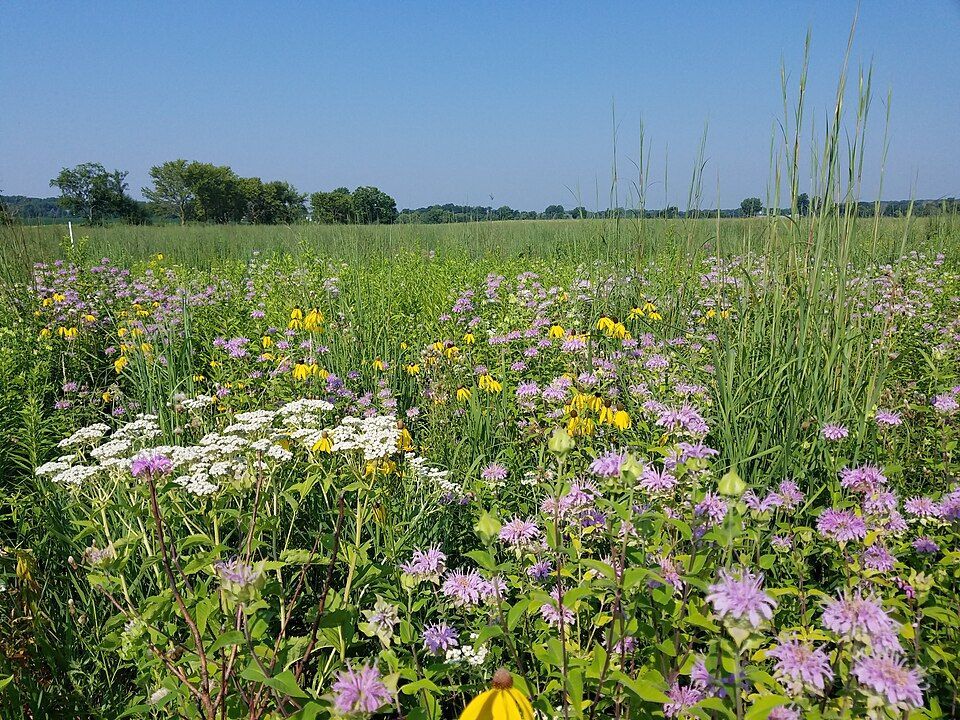 Restored tallgrass prairie with native grasses and wildflowers in DuPage County, Illinois