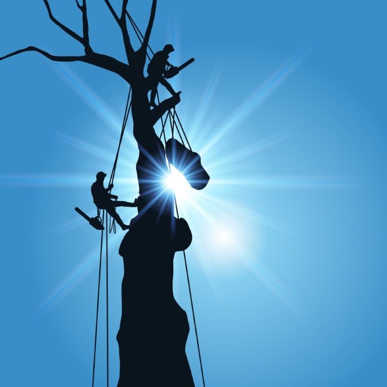 Silhouetted tree trimmers cutting a tree against a bright blue sky with sunburst effect.