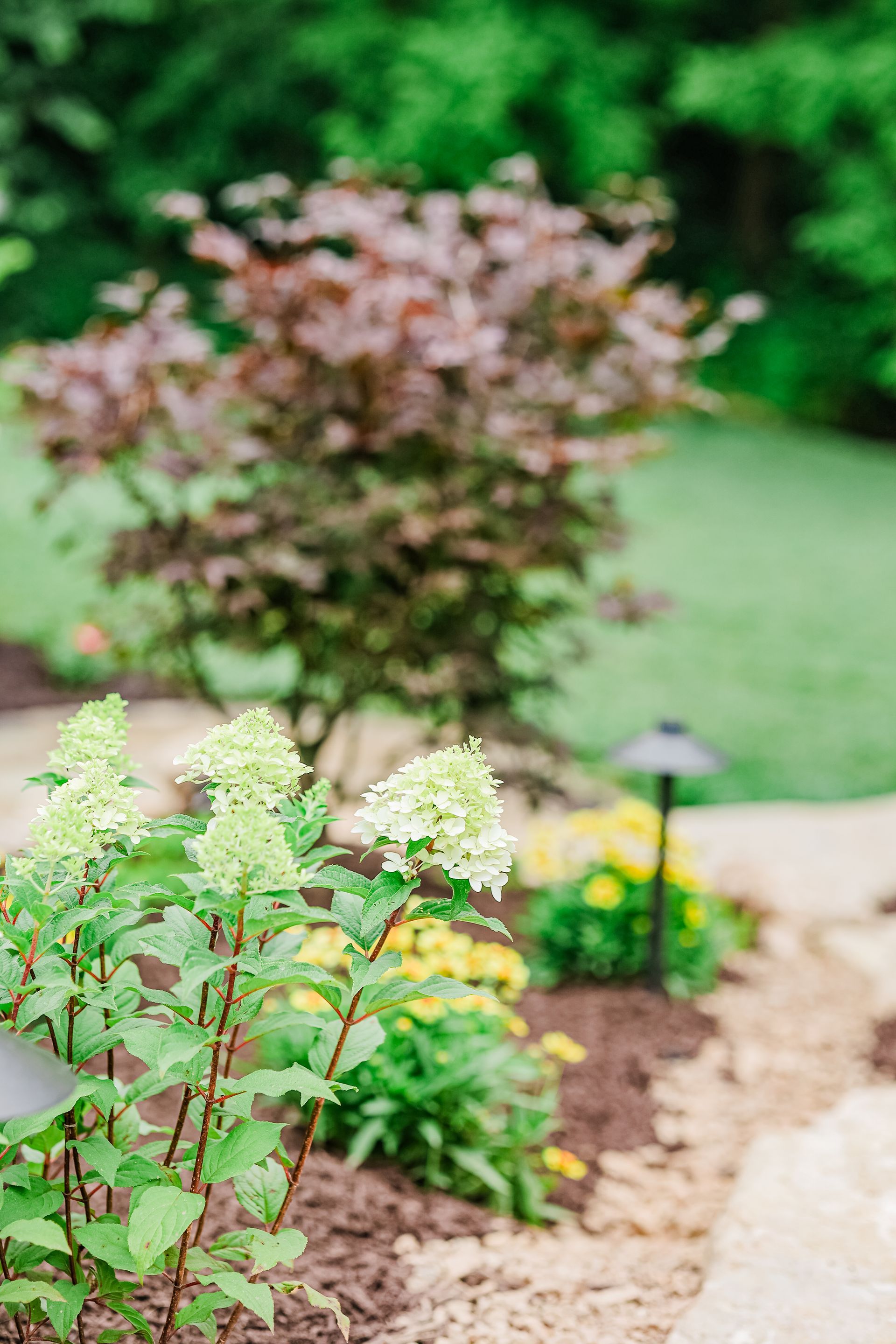 Flowering shrubs along a garden path with green lawn and blurred foliage in the background
